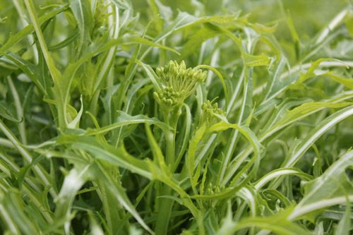 水菜の花が咲きそう