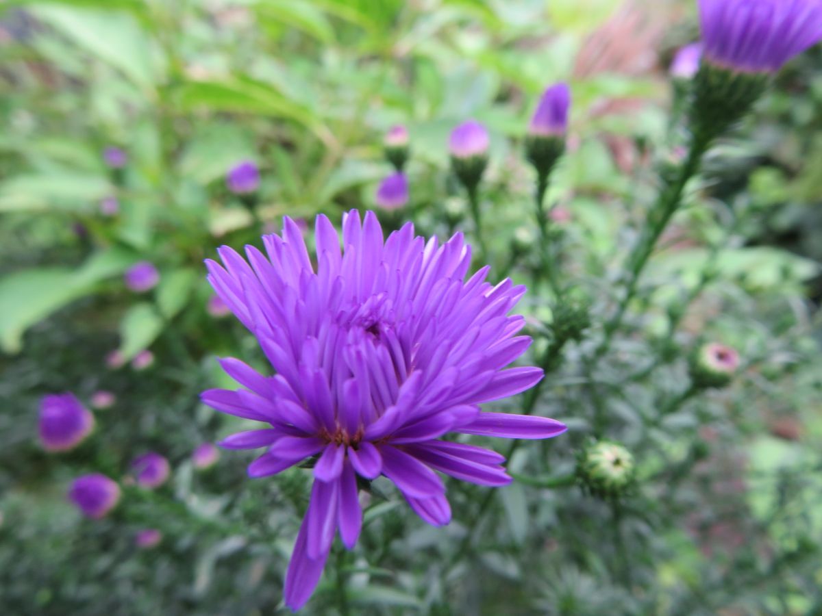 秋のお花