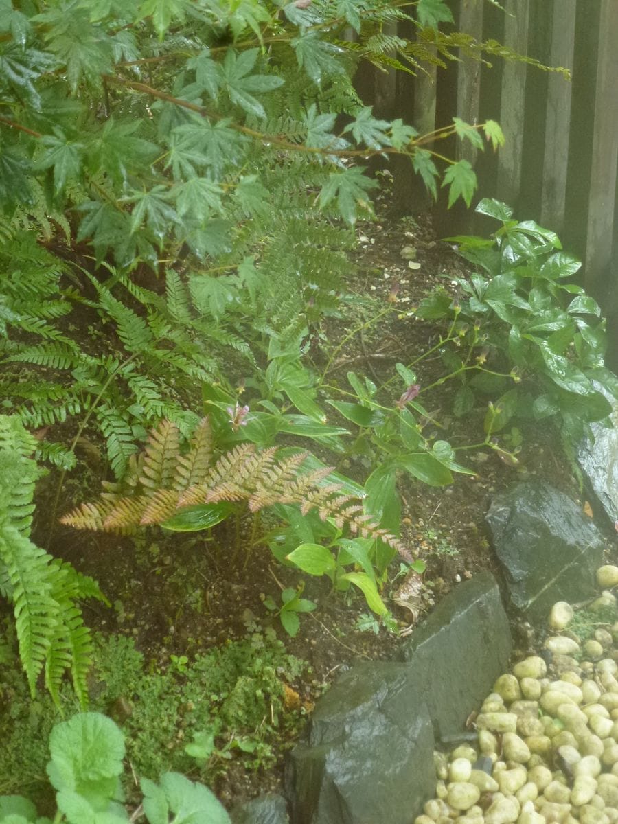 雨の一日