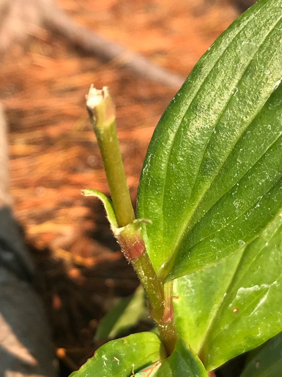 ウサギに齧られても花を咲かせたホトトギス💖