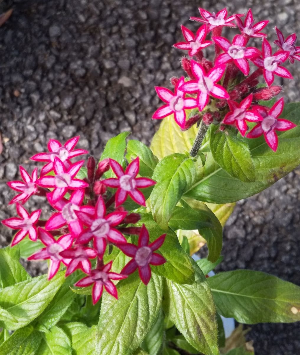 まだまだ頑張る花たち🙋