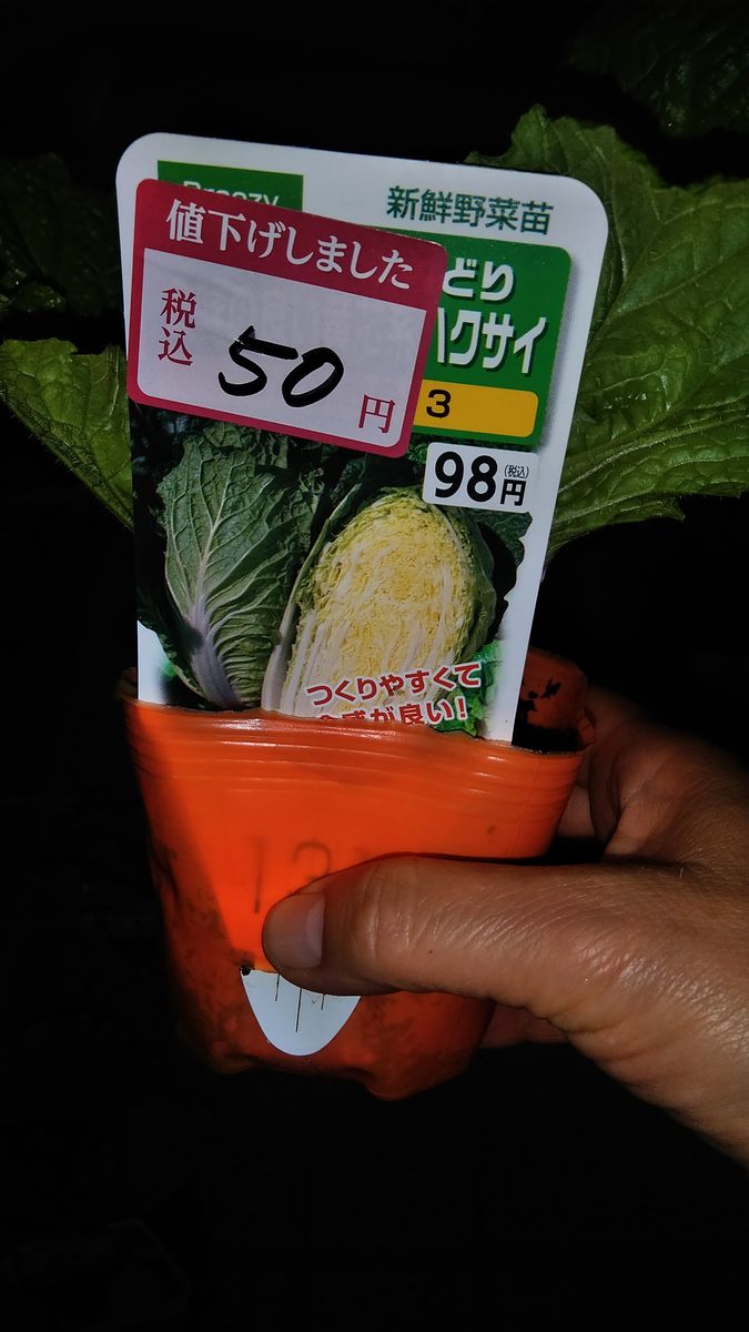 初めて野菜