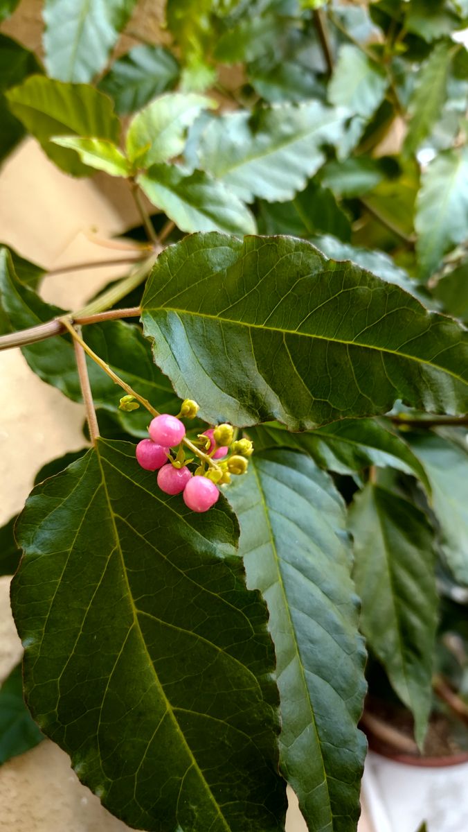 ①玄関前のお花