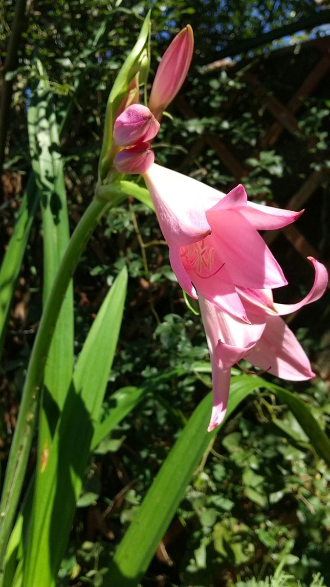 ５株目のアマクリナム開花❗️🌺💚😊