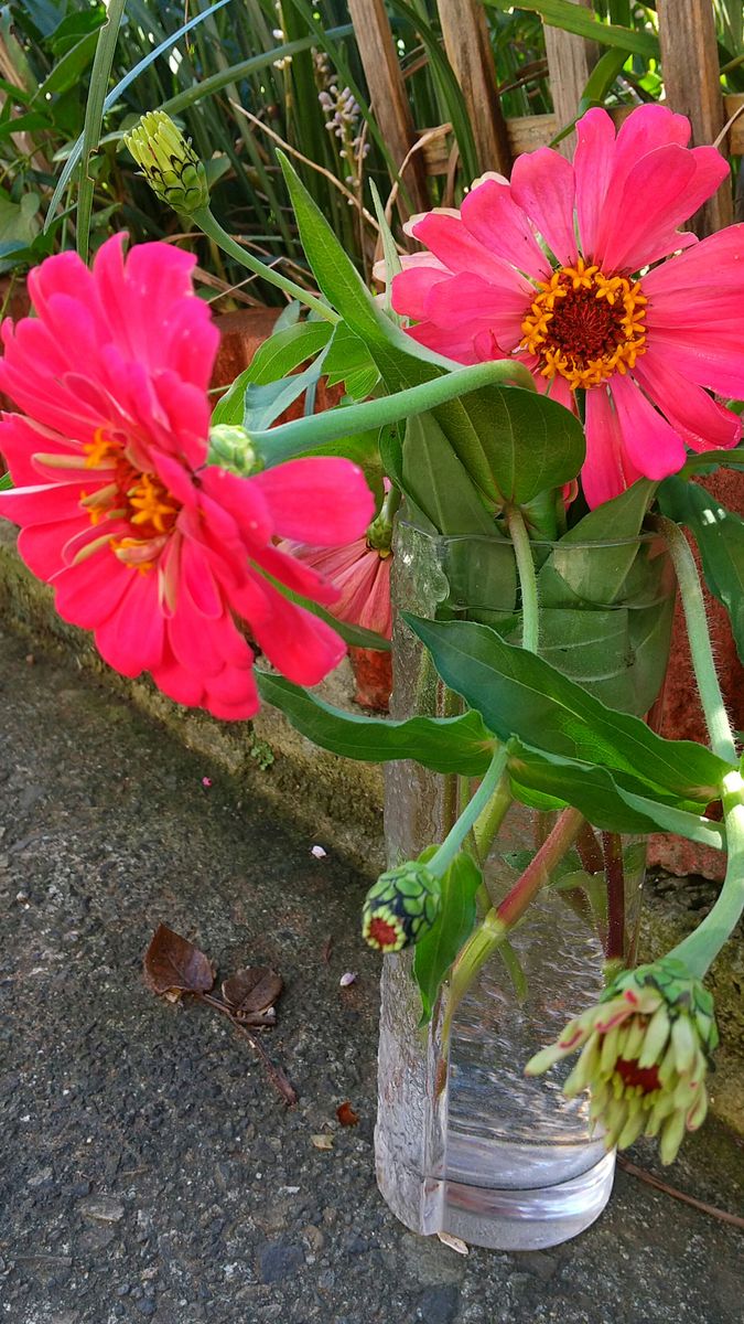 ５株目のアマクリナム開花❗️🌺💚😊