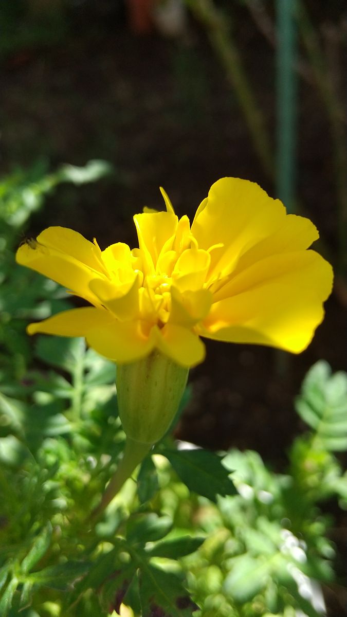 ５株目のアマクリナム開花❗️🌺💚😊