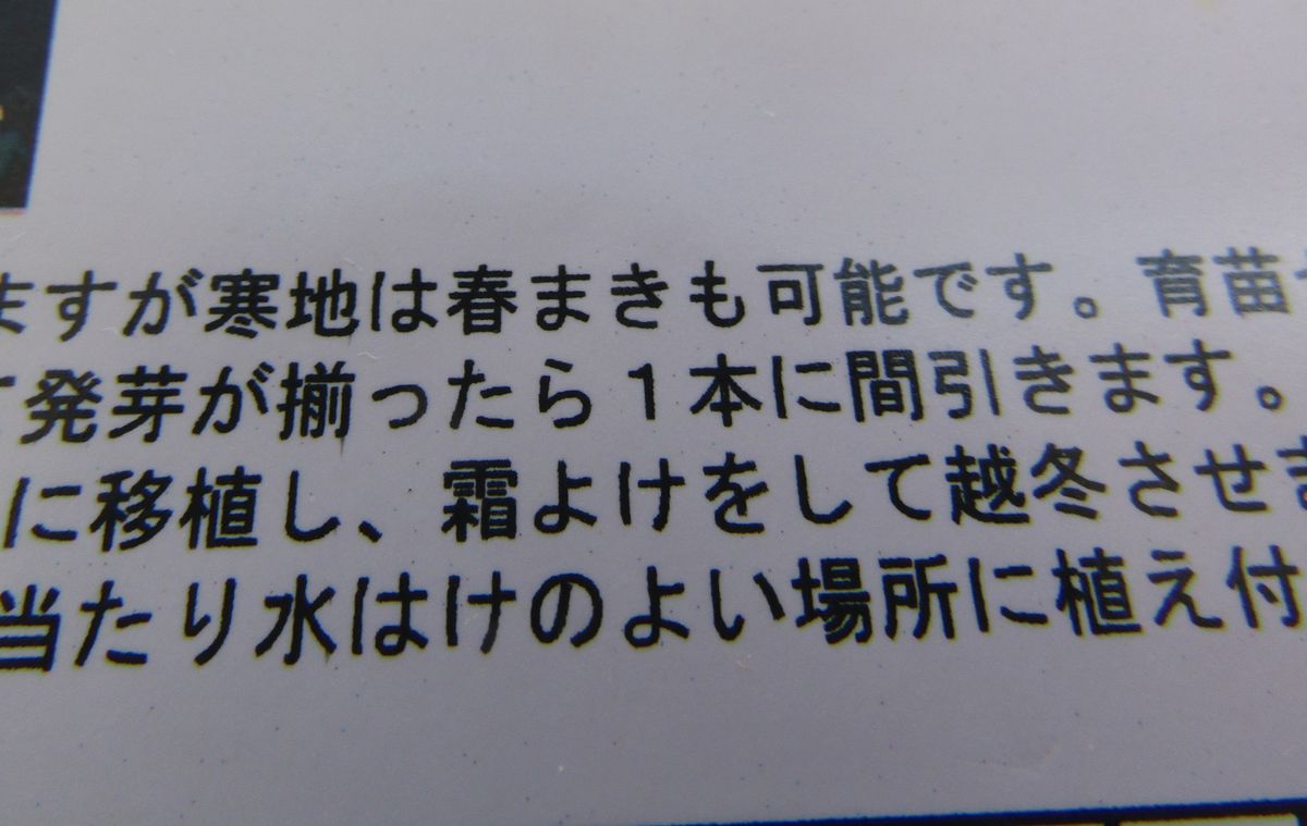 苗を間引くのに忍びなくて😢