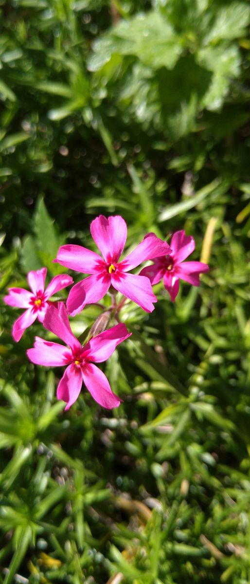 芝桜　バーベナ　金魚草