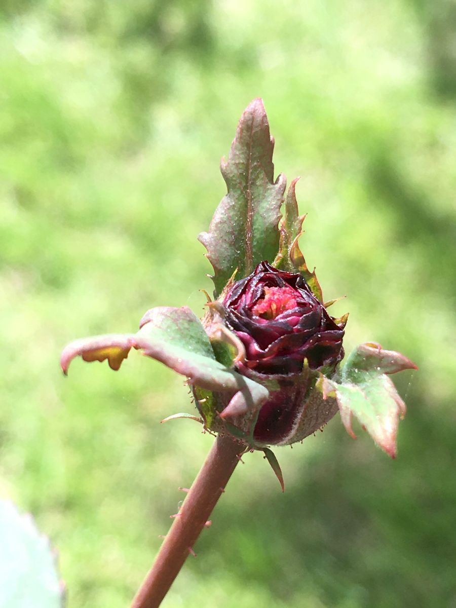 🌹の蕾と🌺