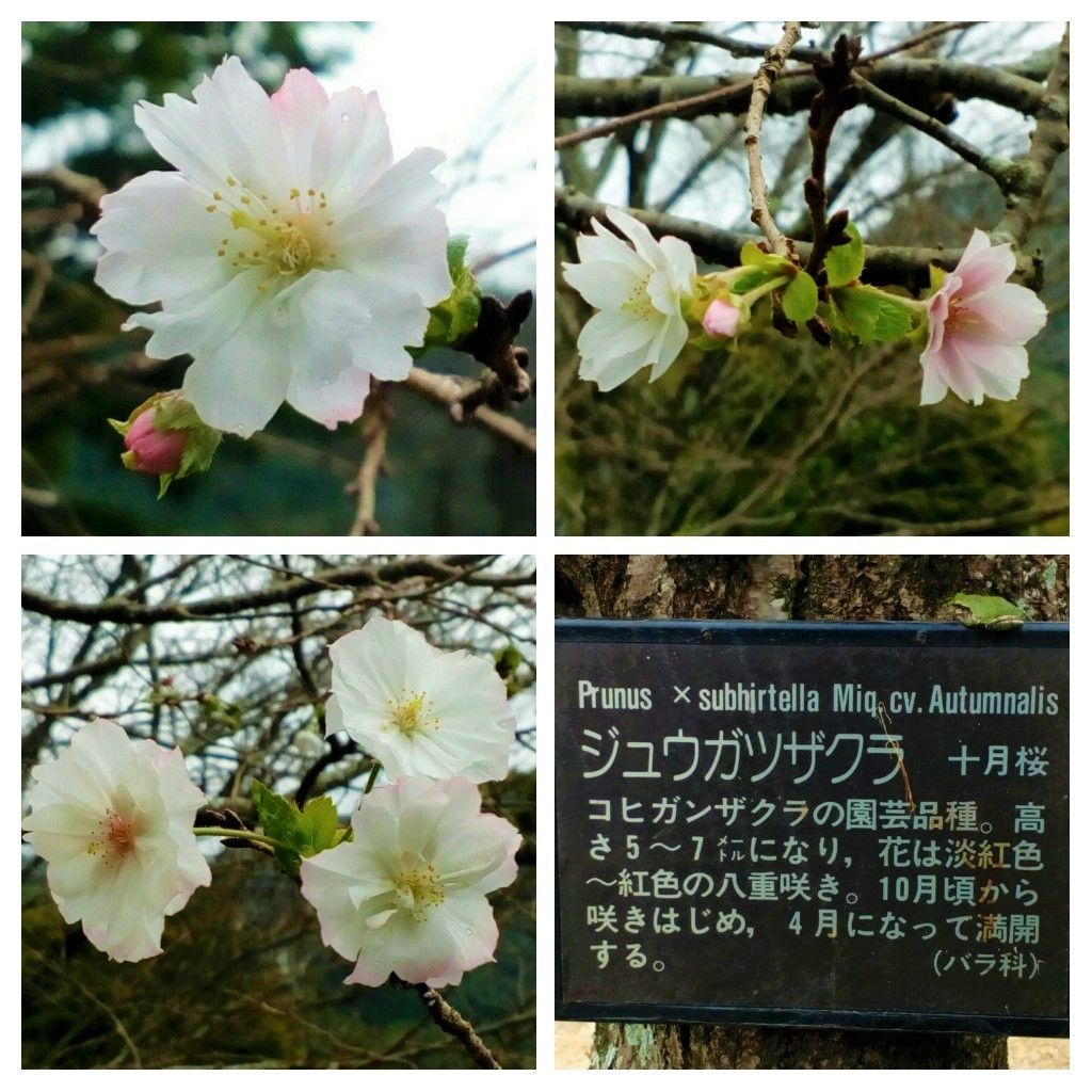 さくら公園の『十月桜』が早くも開花しました🎊