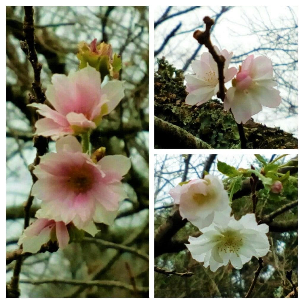 さくら公園の『十月桜』が早くも開花しました🎊