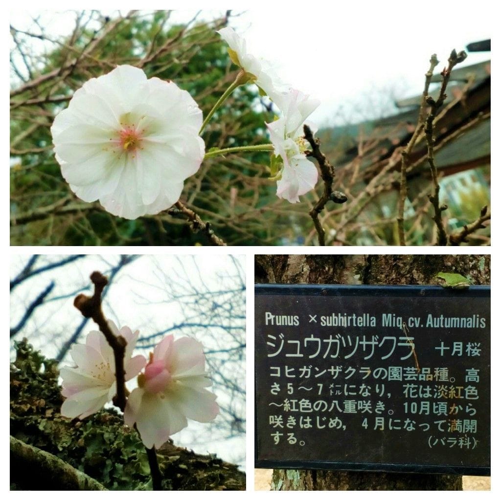 さくら公園の『十月桜』が早くも開花しました🎊