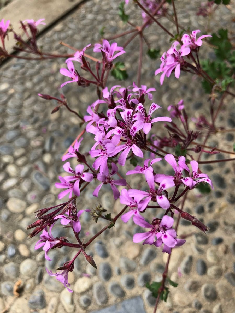 ピンクの花💞