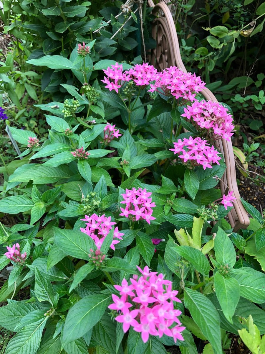 ピンクの花💞