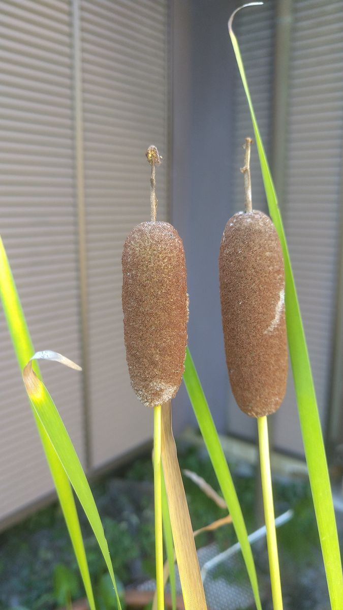 我が家の水草置き場からガマの穂、オゼコウホネ