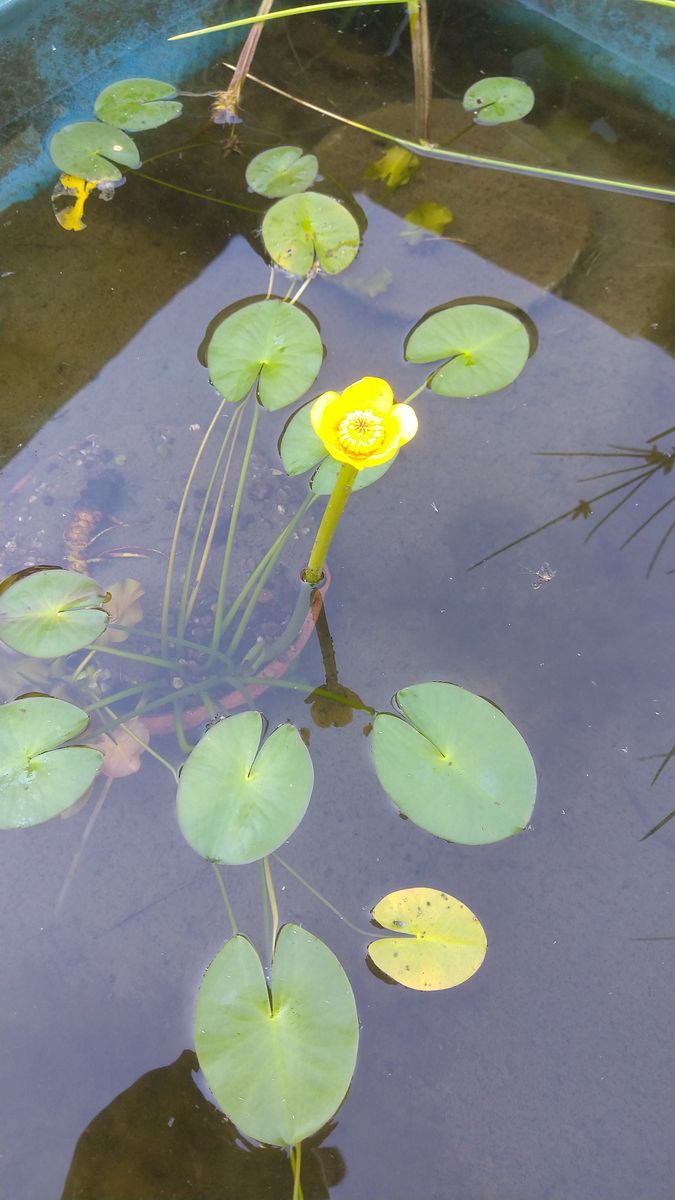 我が家の水草置き場からガマの穂、オゼコウホネ