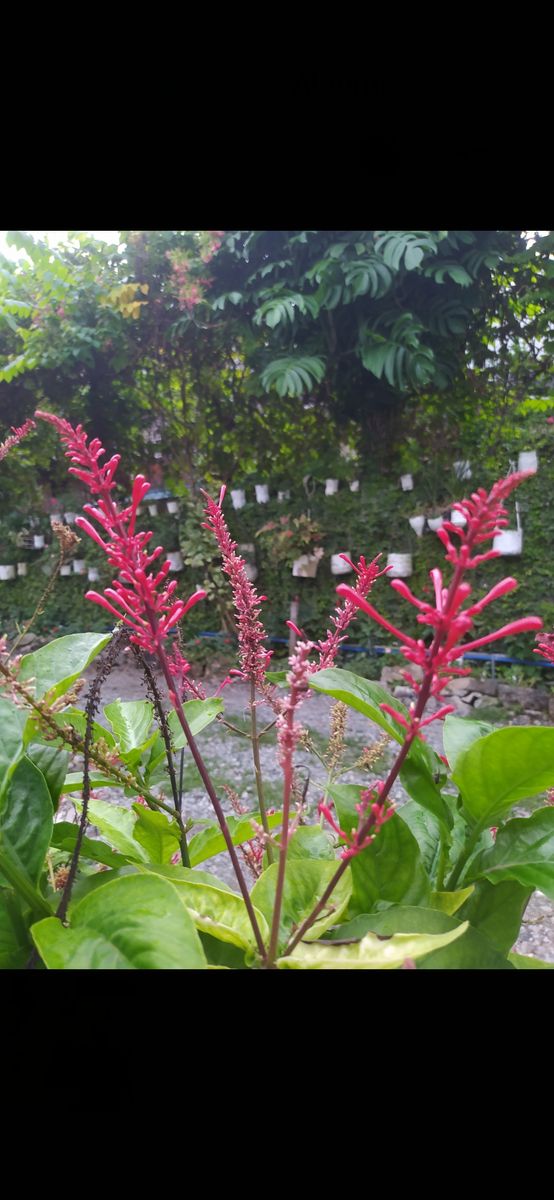 Red lady in bloom