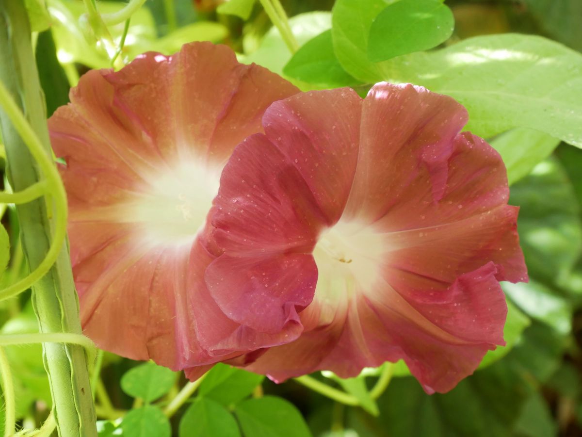 夏の花　✿ 仲良く ✿