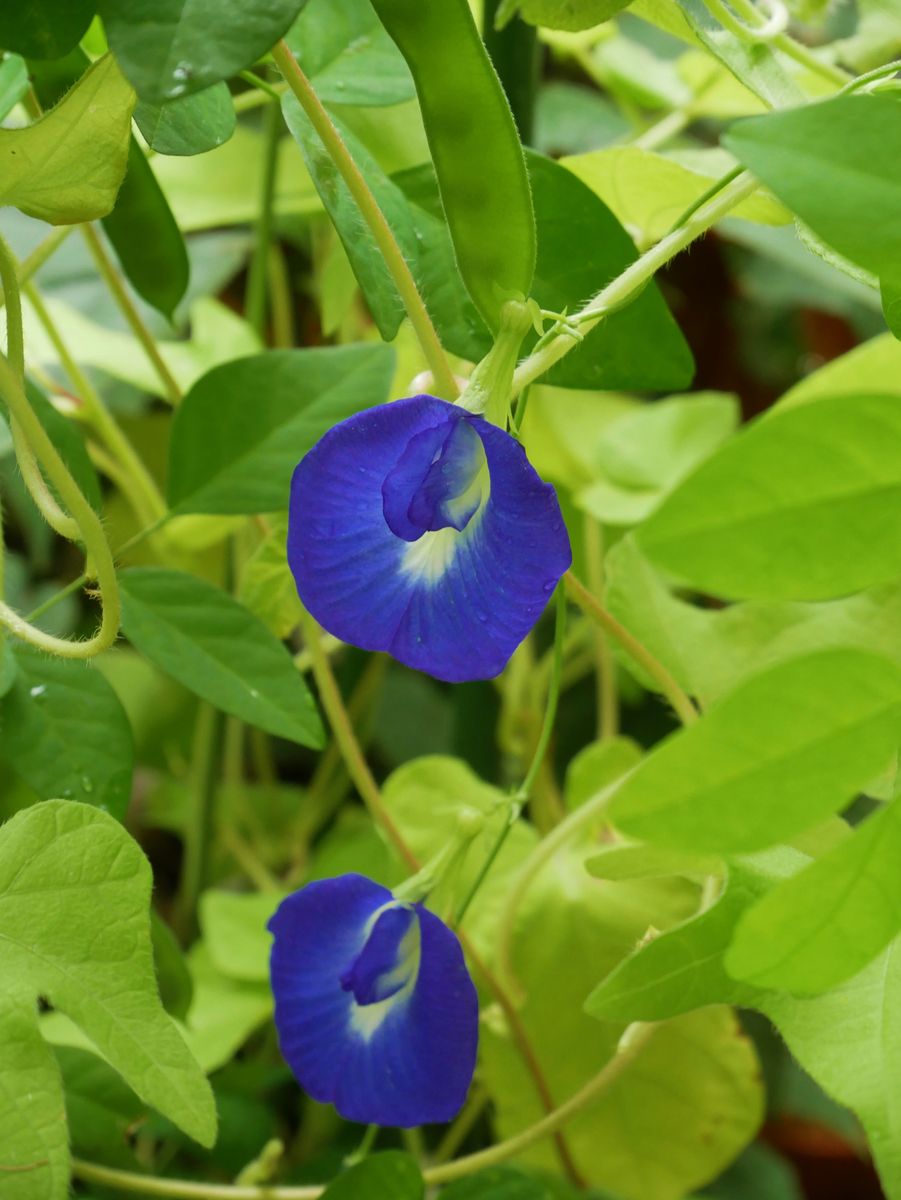 夏の花　✿ 仲良く ✿