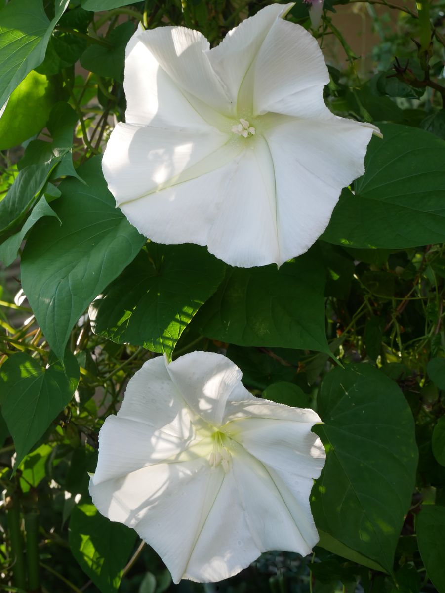 夏の花　✿ 仲良く ✿