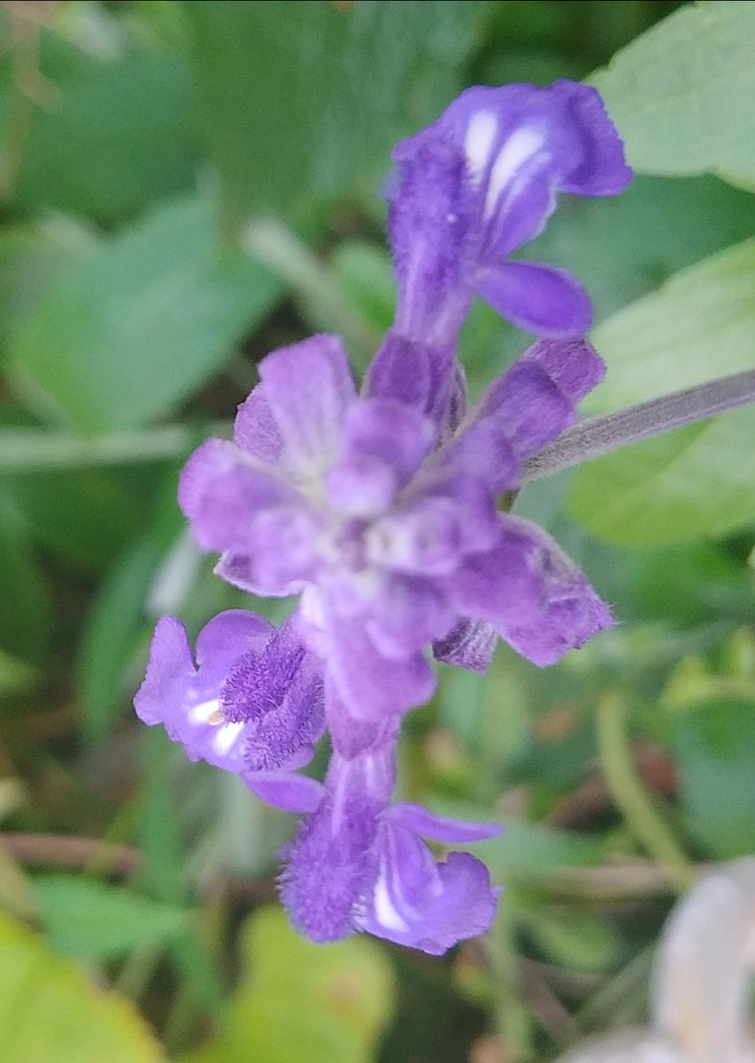 トミーオフィス前で開花している花