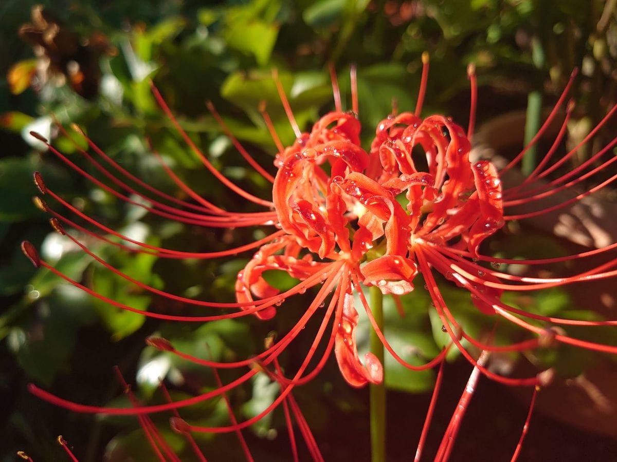 彼岸花その後