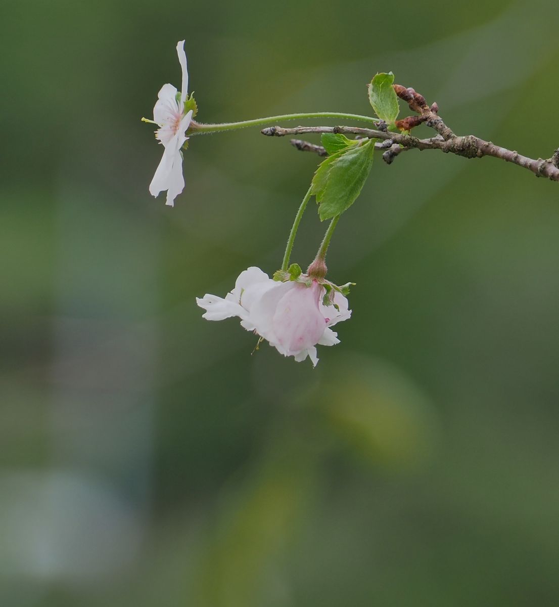 十月桜