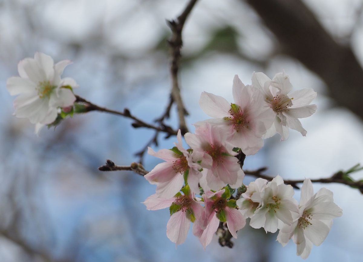 十月桜