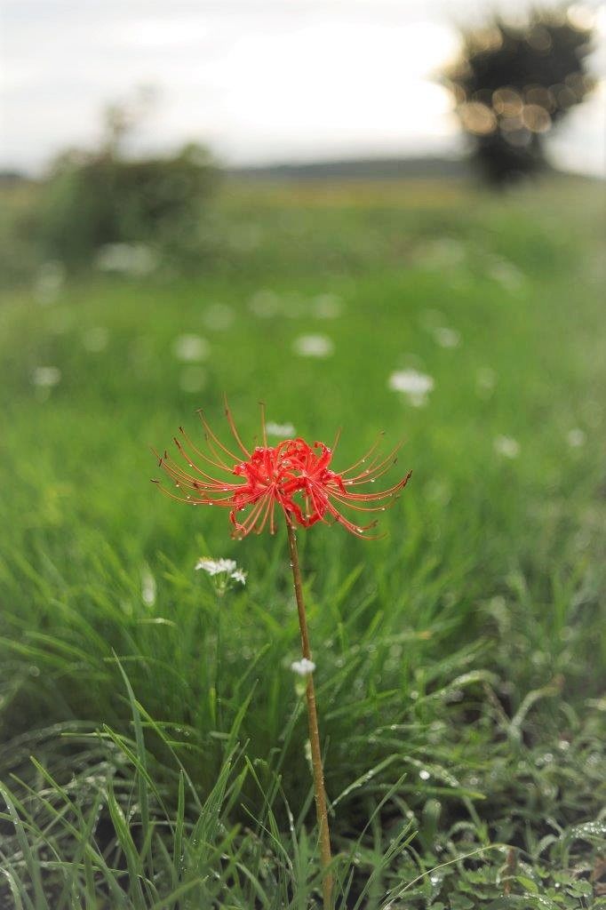 曼殊沙華