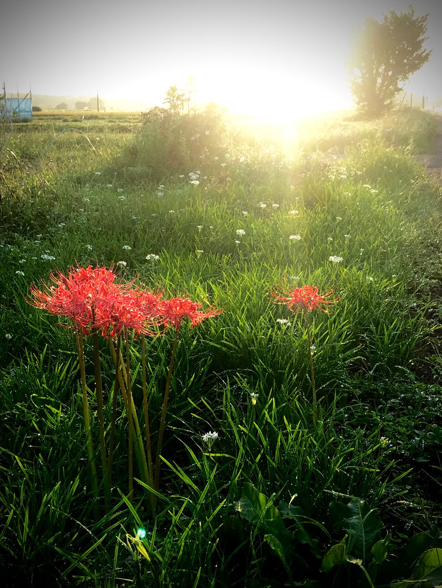 曼殊沙華