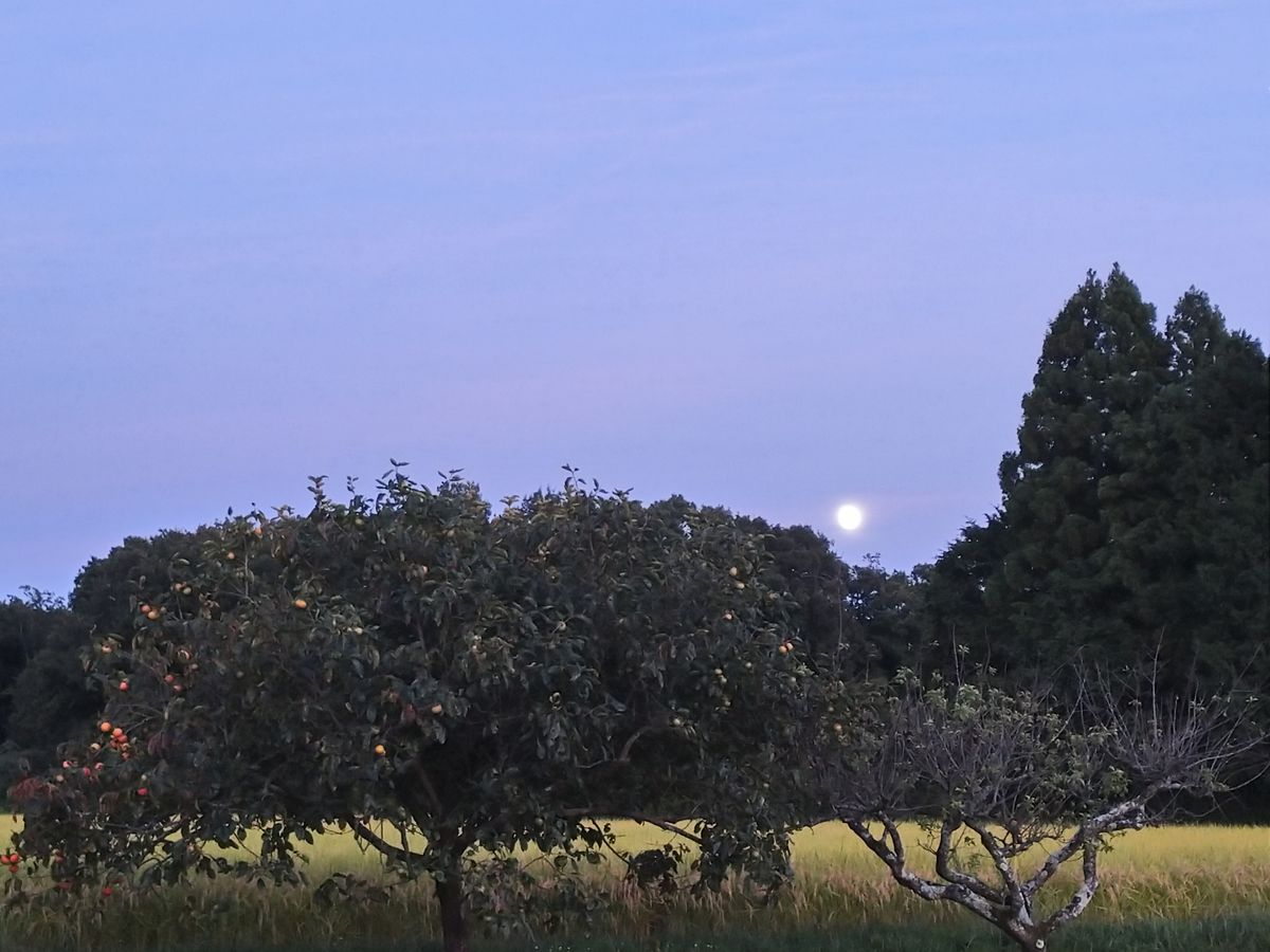 土曜日の夕空🌝