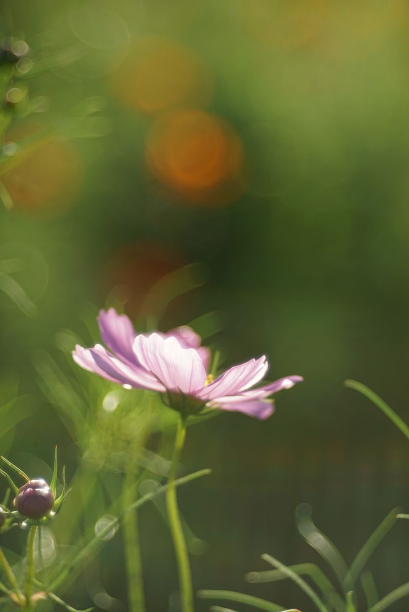 秋桜