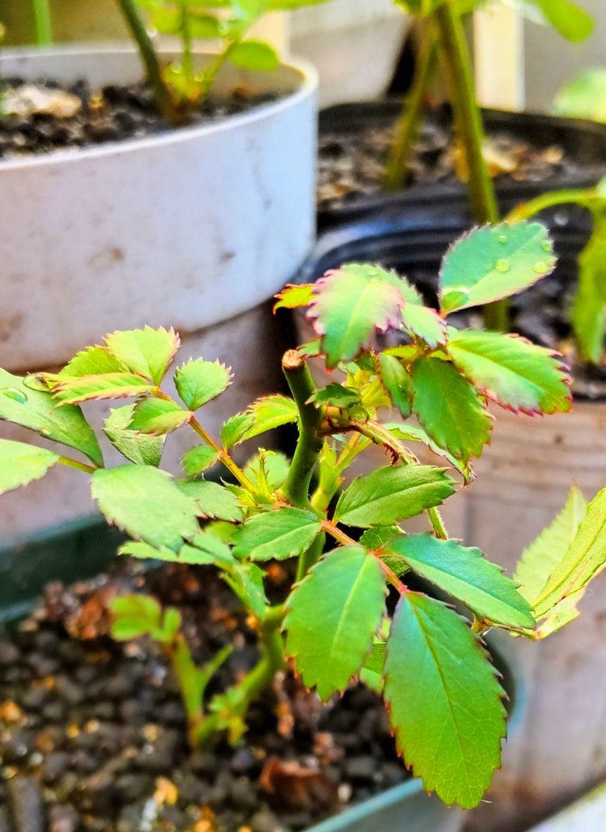 薔薇の挿し木🌹