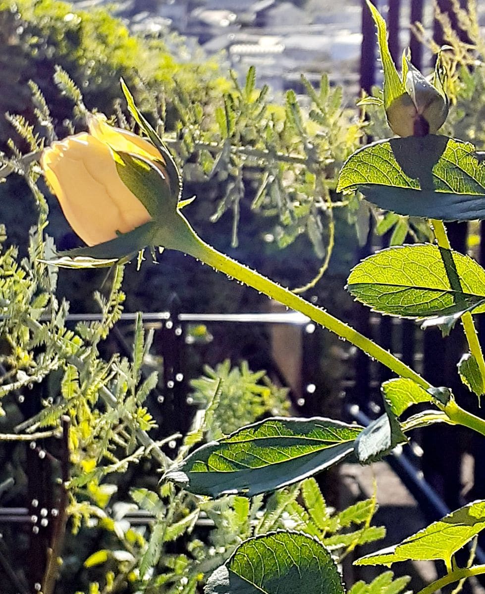 🌹陽射しを浴びて、イブピアッチェ🌹