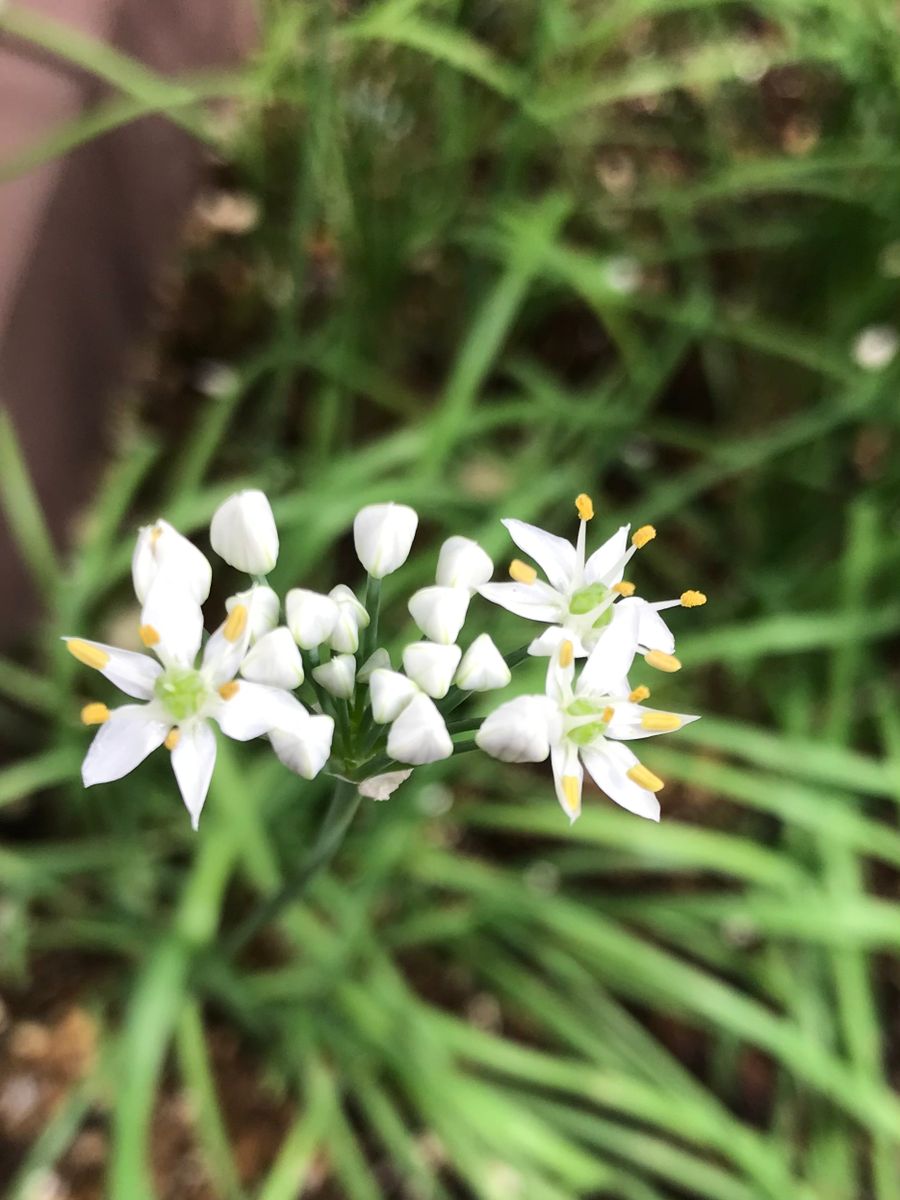 ニラの花✨