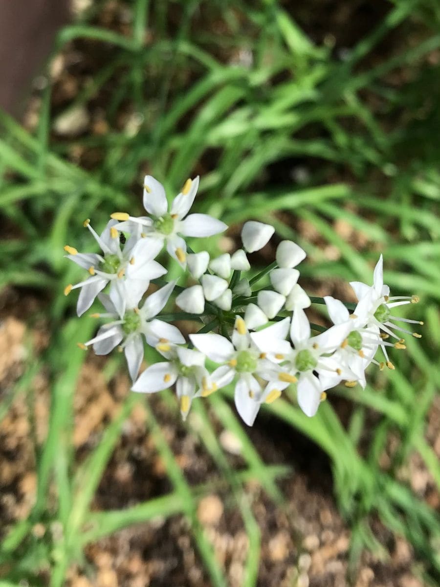 ニラの花✨