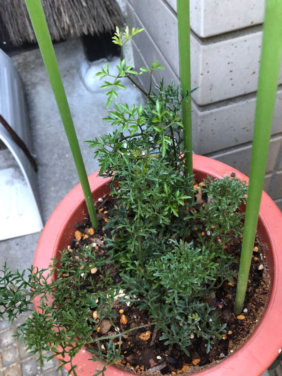 秋を先取りの寄せ植え