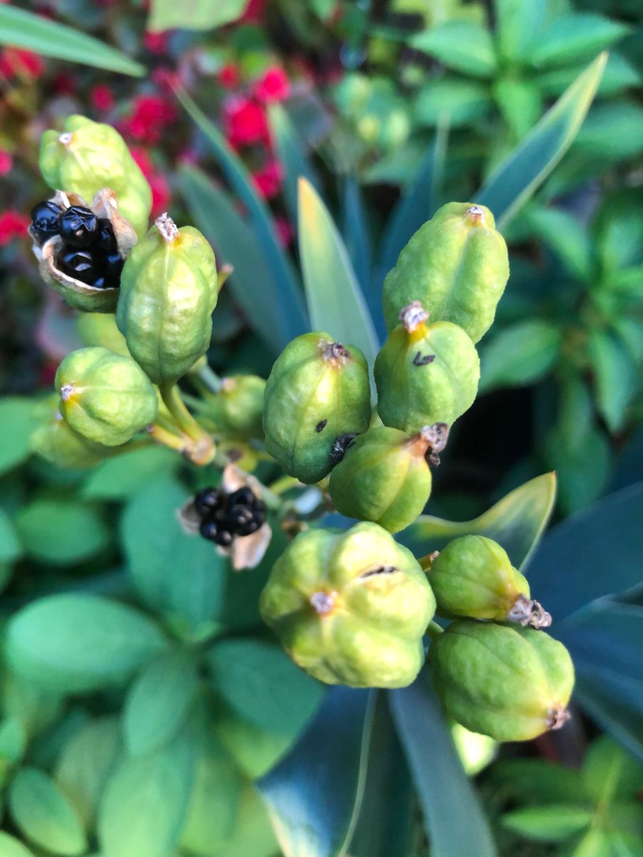 秋を先取りの寄せ植え