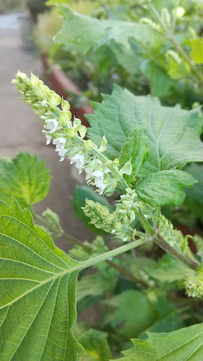 今日も種まき🌱