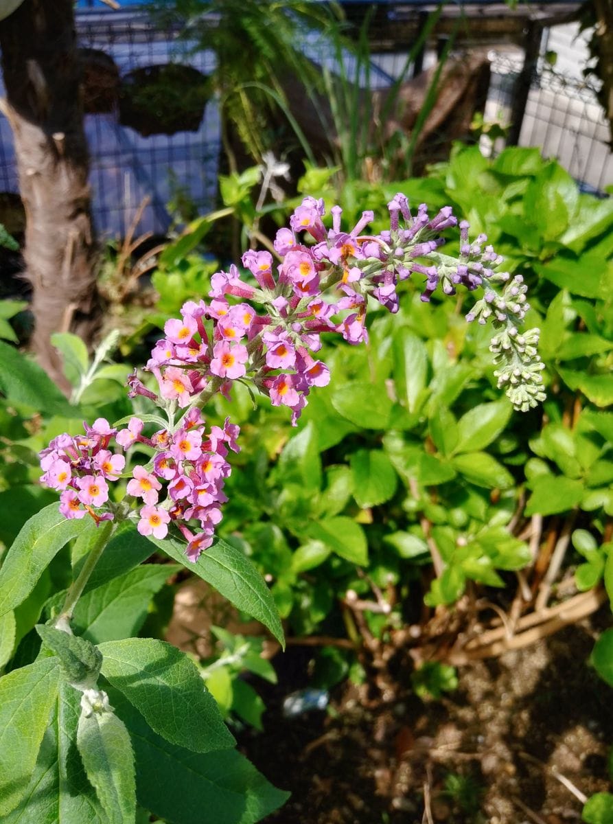 数少ないお花たち💠