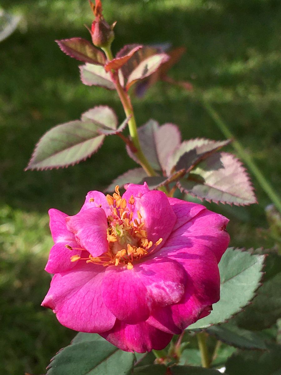 🌹Gardenの紫色のばら