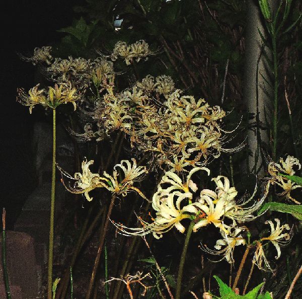 散歩道の花～彼岸花