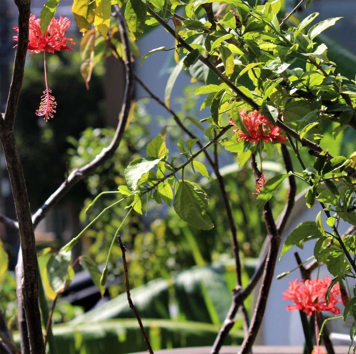 ,熱帯の花たち