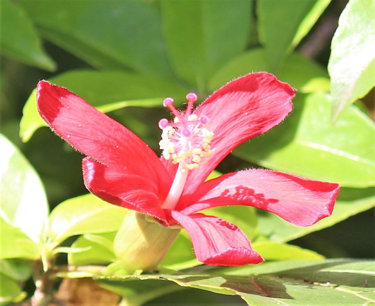 ,熱帯の花たち