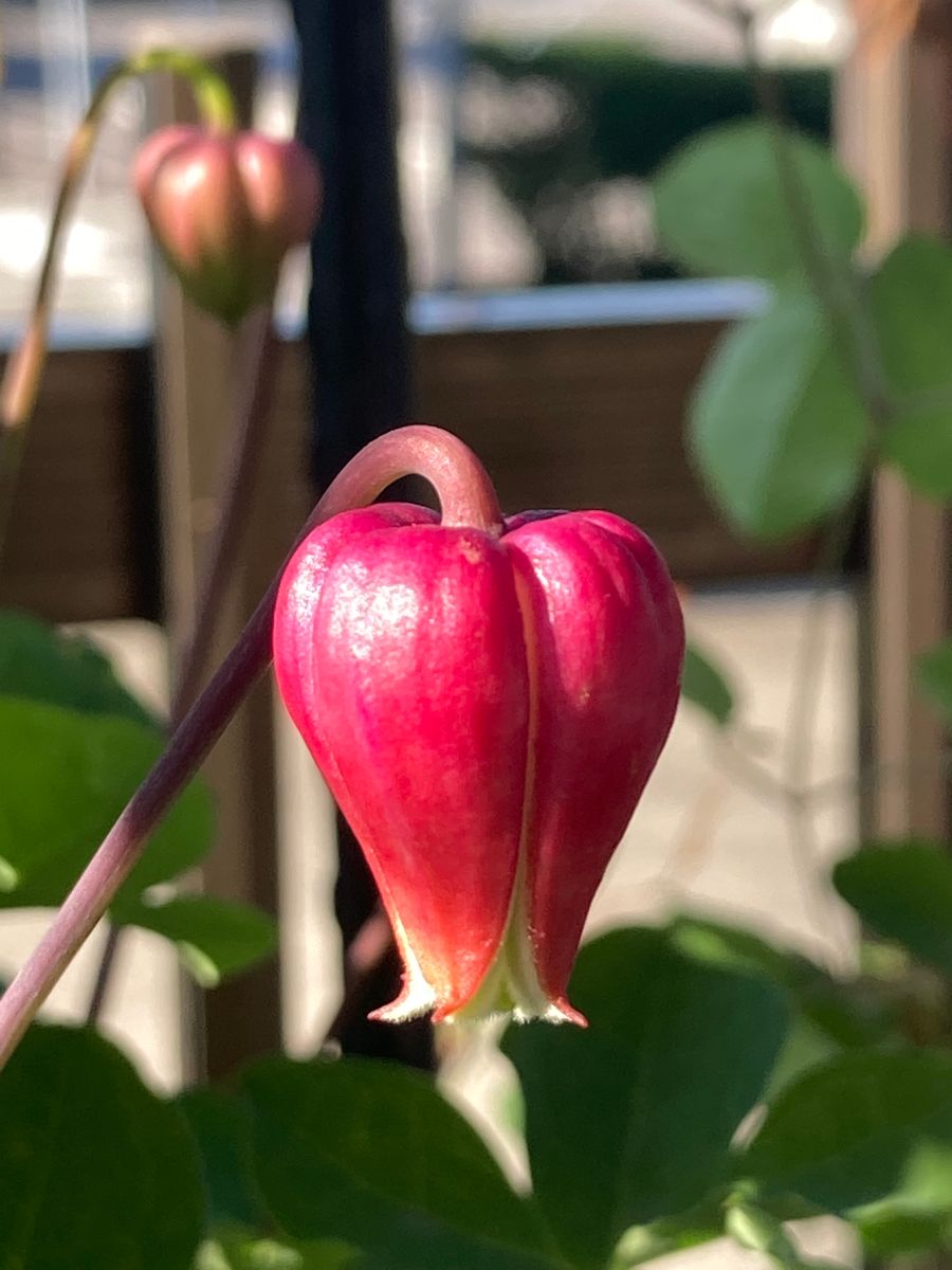 2番花　開花中