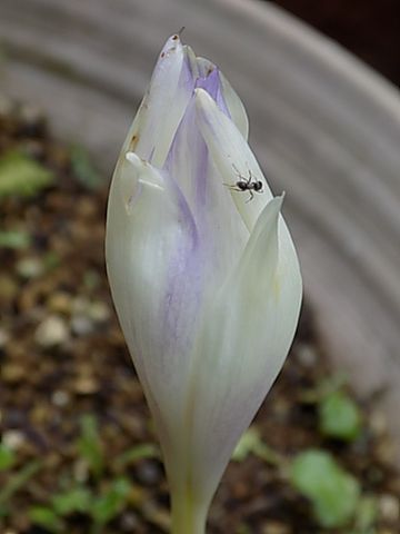 今日の花　9/21