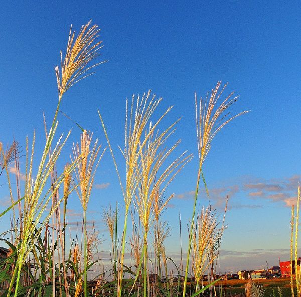 散歩道の花～ススキと中秋の名月