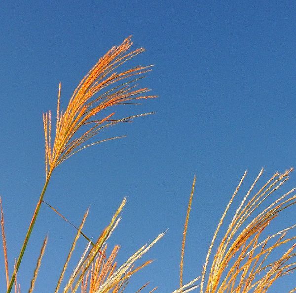 散歩道の花～ススキと中秋の名月