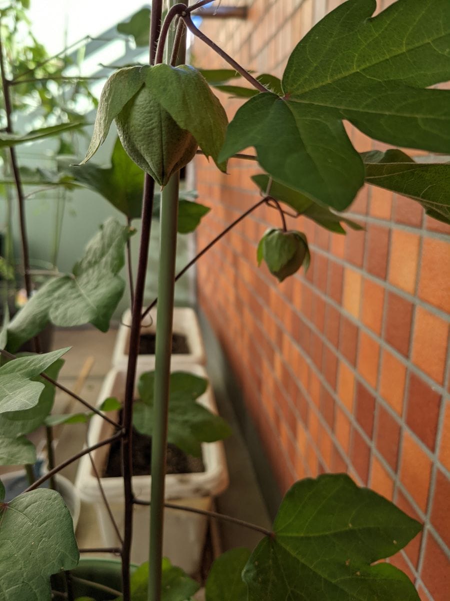 ワタ：落花、落蕾、落果