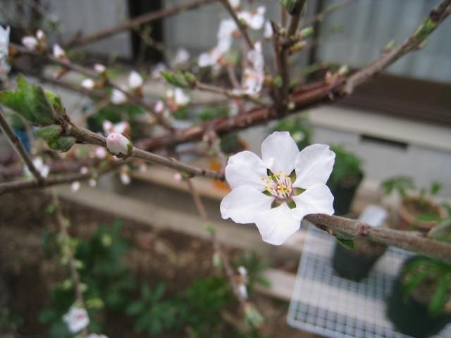 我が家も開花